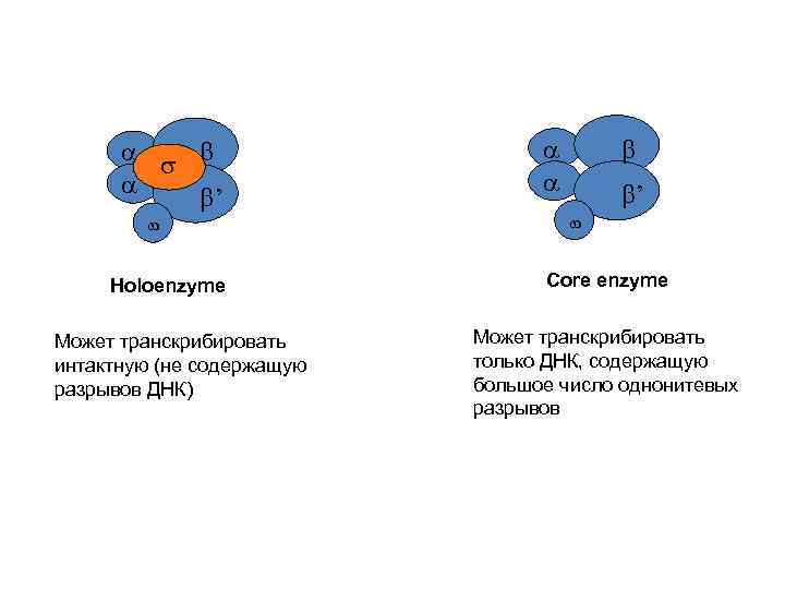  ’ Holoenzyme Может транскрибировать интактную (не содержащую разрывов ДНК) ’ Core enzyme Может
