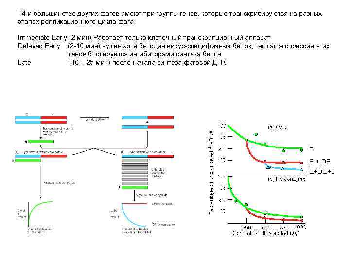 Т 4 и большинство других фагов имеют три группы генов, которые транскрибируются на разных