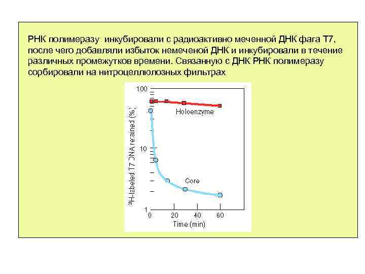 РНК полимераза II (холоэнзим) специфически связывается с РНК полимеразу инкубировали с радиоактивно меченной. ДНК