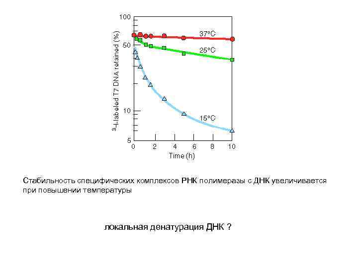 Стабильность специфических комплексов РНК полимеразы с ДНК увеличивается при повышении температуры локальная денатурация ДНК