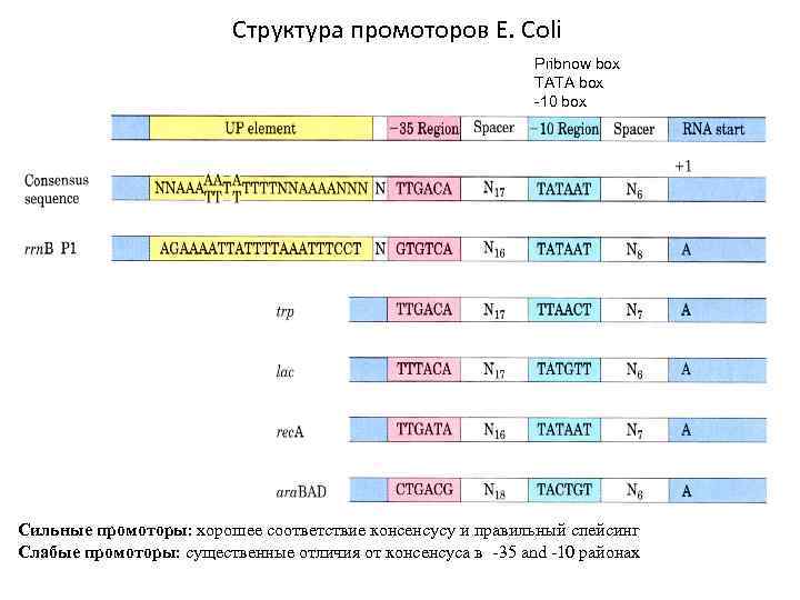 Структура промоторов Е. Coli Pribnow box TATA box -10 box Сильные промоторы: хорошее соответствие