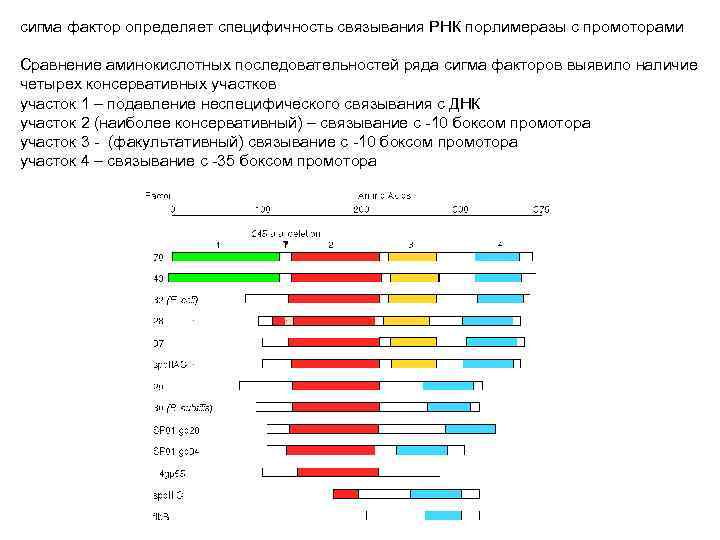 сигма фактор определяет специфичность связывания РНК порлимеразы с промоторами Сравнение аминокислотных последовательностей ряда сигма