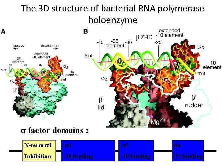 The 3 D structure of bacterial RNA polymerase holoenzyme 3 s factor domains :