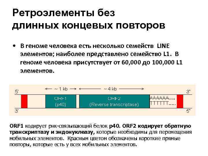 Ретроэлементы без длинных концевых повторов • В геноме человека есть несколько семейств LINE элементов;