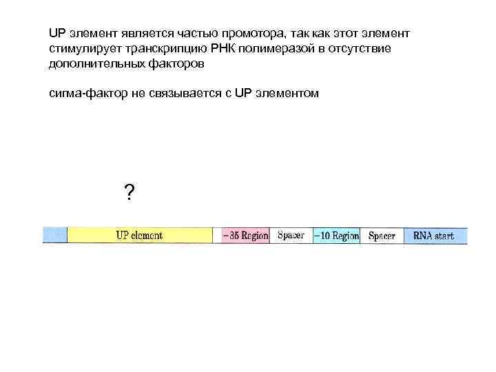 UP элемент является частью промотора, так как этот элемент стимулирует транскрипцию РНК полимеразой в