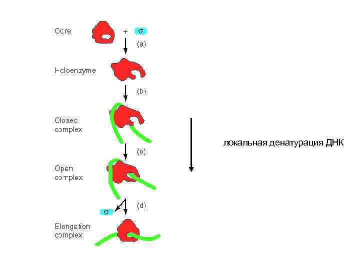 локальная денатурация ДНК 
