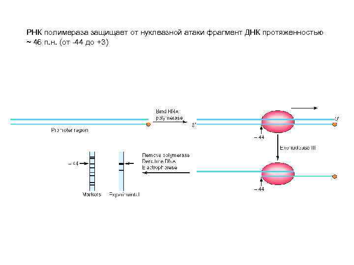 Промотор рнк полимеразы 3. РНК полимеразы прокариот. Фермент РНК-зависимая ДНК-полимераза регулирует процесс:. РНК полимераза функция зажима.