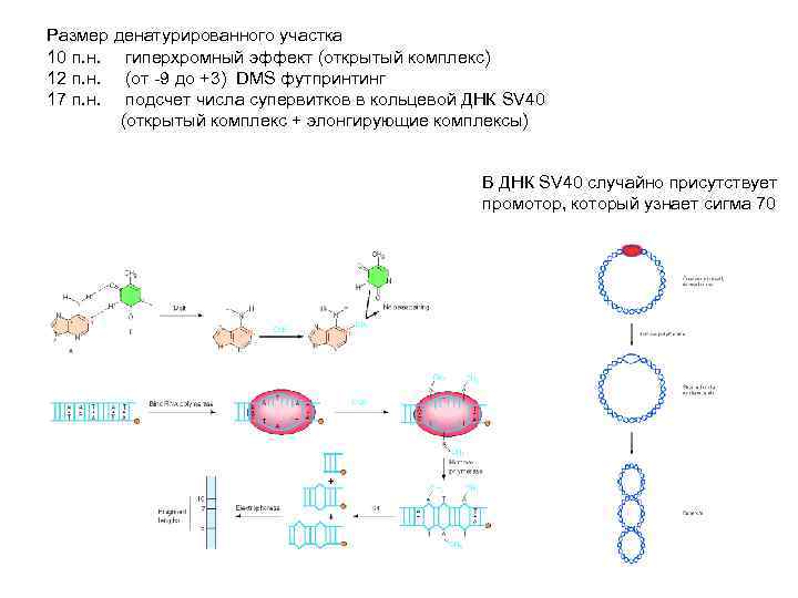 Размер денатурированного участка 10 п. н. гиперхромный эффект (открытый комплекс) 12 п. н. (от