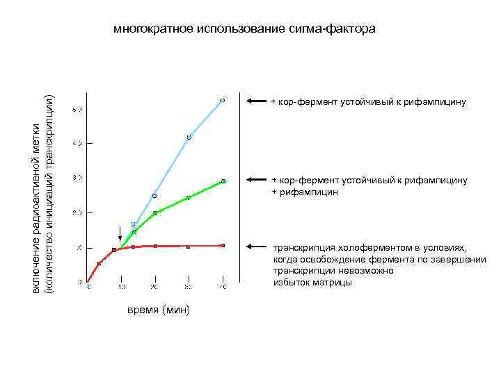 включение радиоактивной метки (количество инициаций транскрипции) многократное использование сигма-фактора + кор-фермент устойчивый к рифампицину