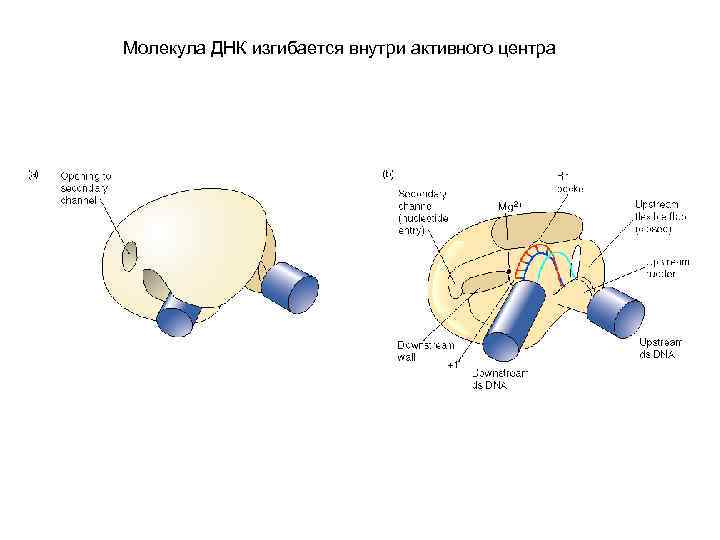 Молекула ДНК изгибается внутри активного центра 