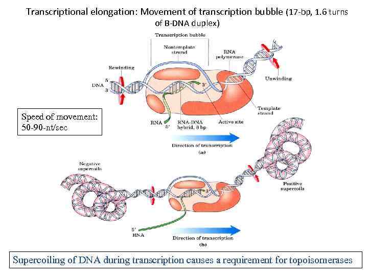 Transcriptional elongation: Movement of transcription bubble (17 -bp, 1. 6 turns of B-DNA duplex)