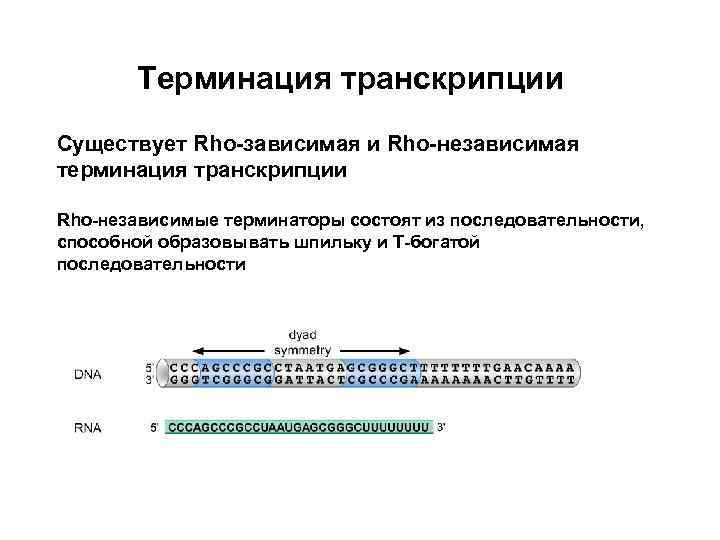 Ряд состоящий из последовательностей. Rho-зависимая/независимая терминация транскрипции. РО зависимый механизм терминации транскрипции. Терминация транскрипции. Rho независимая терминация.