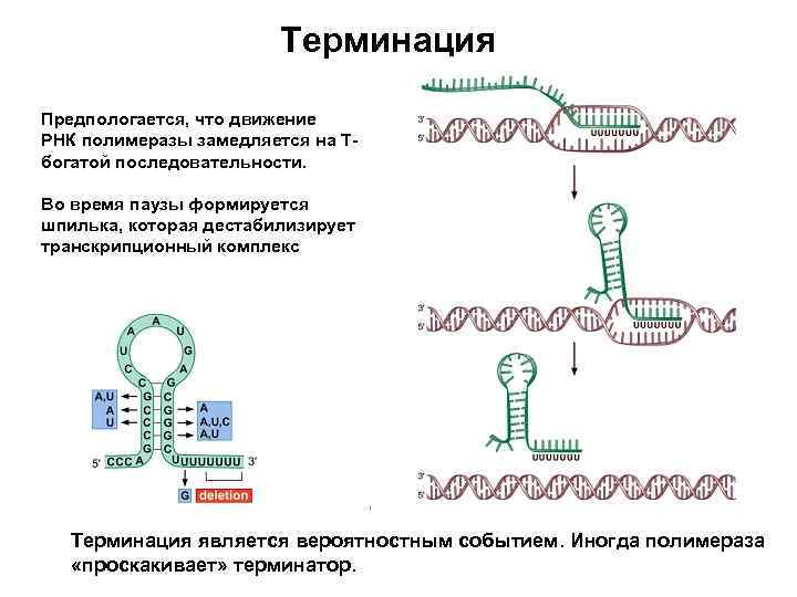 Разрушение рнк. Терминация ДНК схема. Терминация РНК. Терминация транскрипции ДНК. . Вторичная и третичная структура РНК. Шпильки..