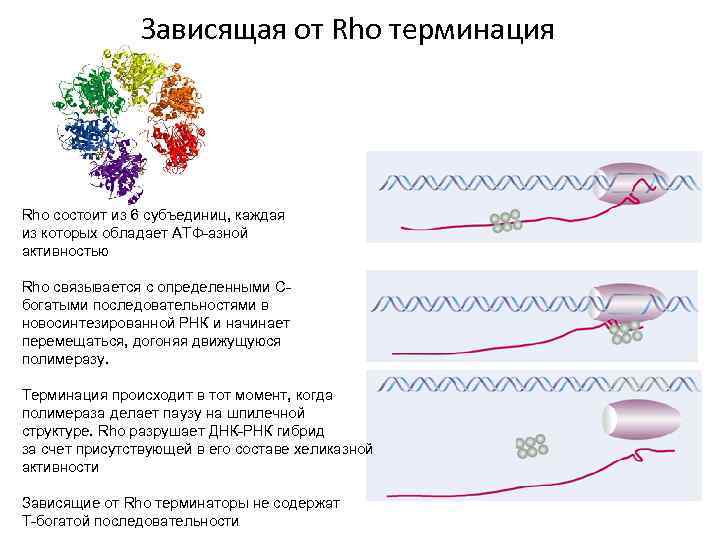 Зависящая от Rho терминация Rho состоит из 6 субъединиц, каждая из которых обладает ATФ-азной
