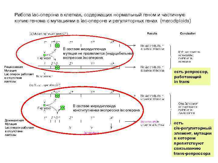 Работа lac-оперона в клетках, содержащих нормальный геном и частичную копию генома с мутациями в