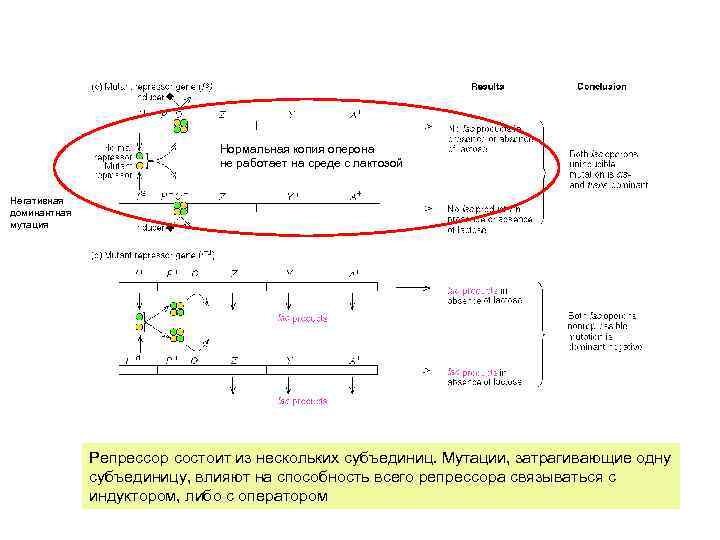 Нормальная копия оперона не работает на среде с лактозой Негативная доминантная мутация Репрессор состоит
