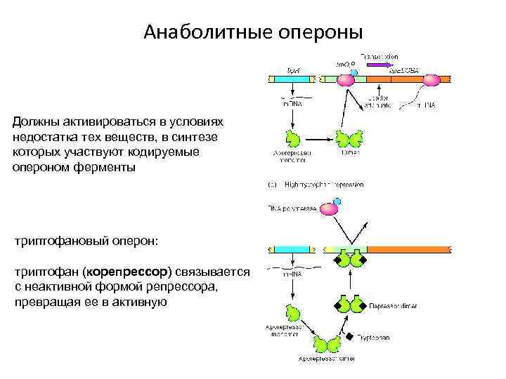 Триптофановый оперон схема