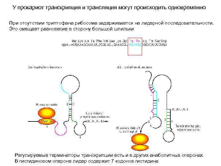 У прокариот транскрипция и трансляция могут происходить одновременно При отсутствии триптофана рибосома задерживается на