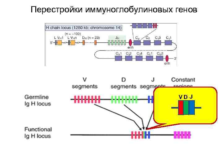 Перестройка генома. Перестройка генома в онтогенезе. Схема программируемой перестройки генома. Незапрограммированные перестройки генома схема.