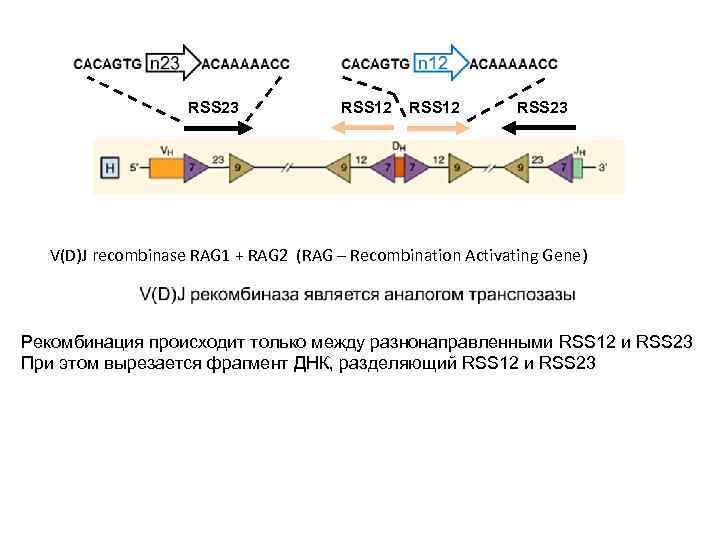 RSS 23 RSS 12 RSS 23 V(D)J recombinase RAG 1 + RAG 2 (RAG
