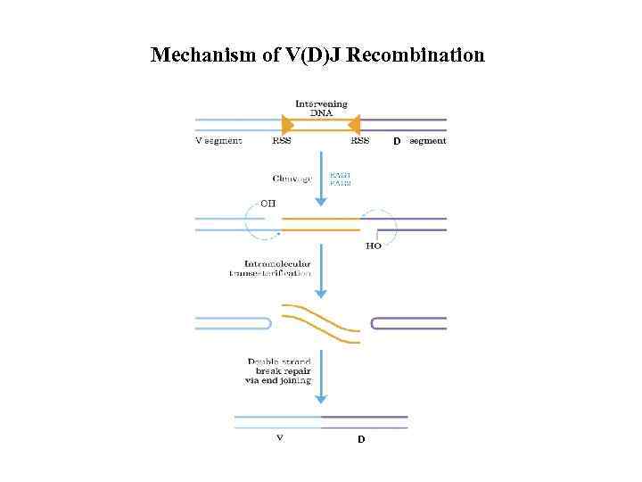 Mechanism of V(D)J Recombination D D 