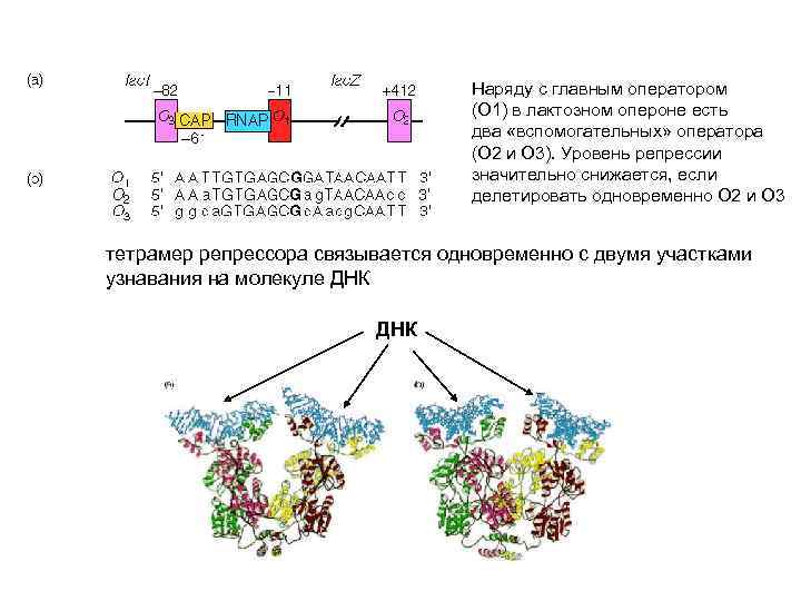 Наряду с главным оператором (О 1) в лактозном опероне есть два «вспомогательных» оператора (О