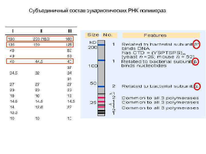 Субъединичный состав эукариотических РНК полимераз 