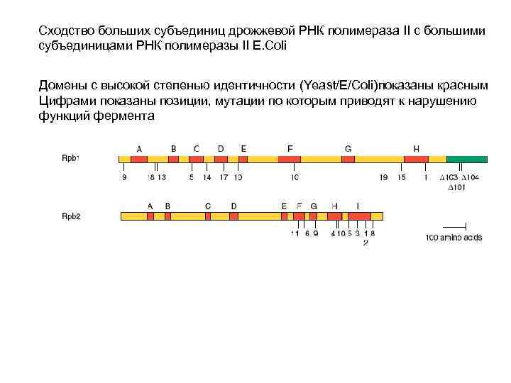 Сходство больших субъединиц дрожжевой РНК полимераза II с большими субъединицами РНК полимеразы II Е.