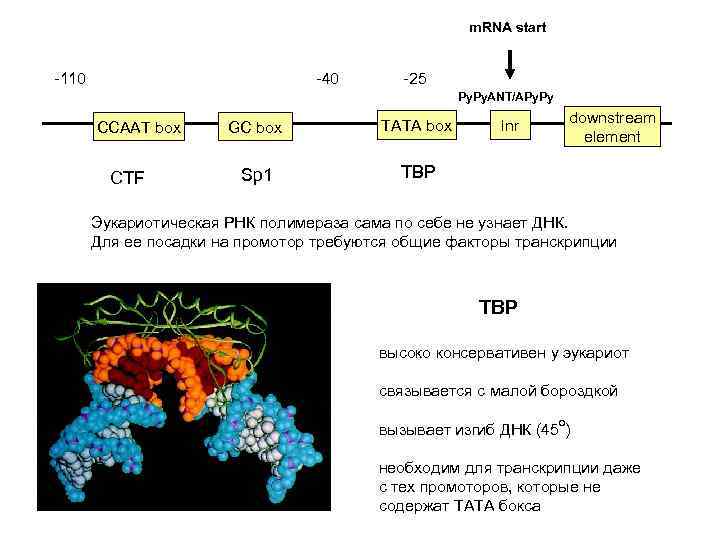 m. RNA start -110 -40 -25 Py. ANT/APy. Py CCAAT box CTF GC box