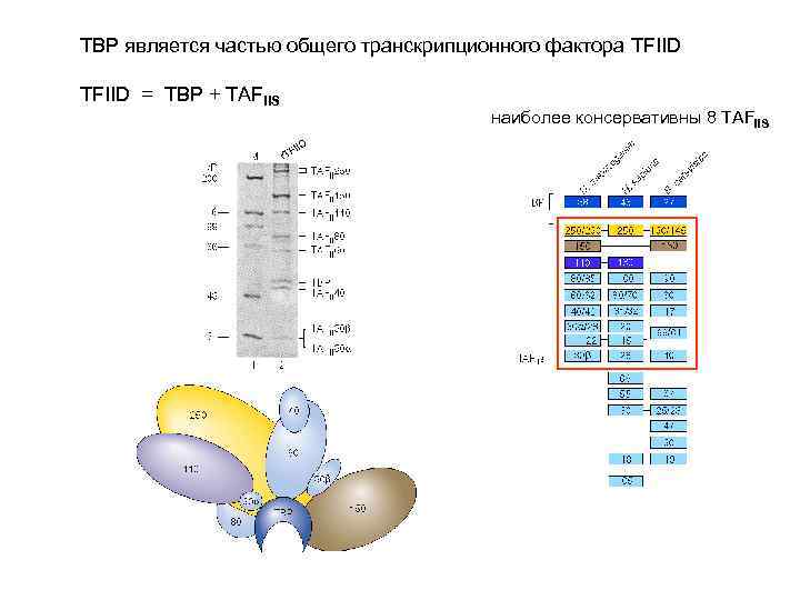 ТВР является частью общего транскрипционного фактора TFIID = TBP + TAFIIS наиболее консервативны 8