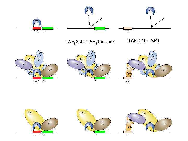 TAFII 250+TAFII 150 - inr TAFII 110 - SP 1 