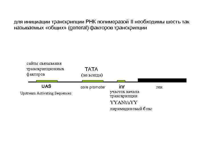 для инициации транскрипции РНК полимеразой II необходимы шесть так называемых «общих» (general) факторов транскрипции