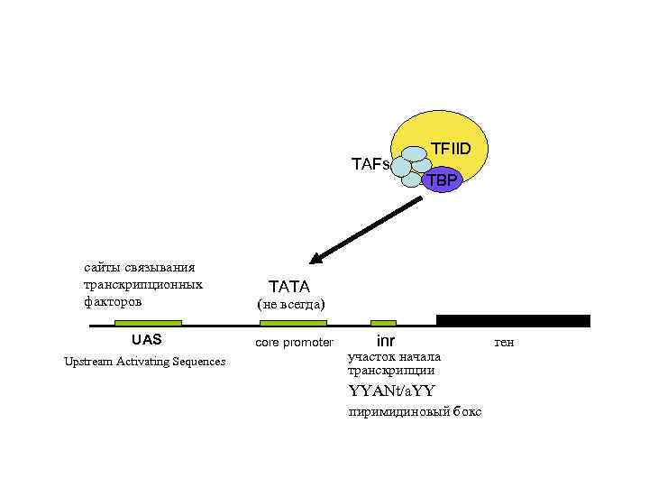 TAFs сайты связывания транскрипционных факторов core promoter TBP (не всегда) UAS TFIID Upstream Activating