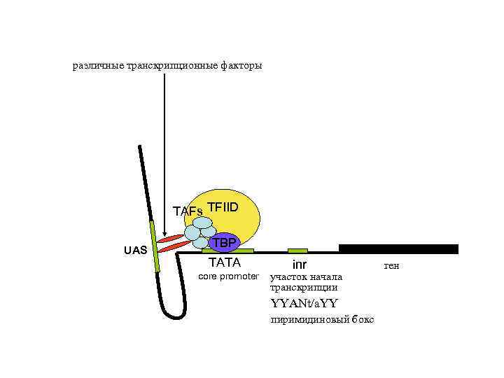 различные транскрипционные факторы TAFs TFIID UAS TBP TATA core promoter inr участок начала транскрипции