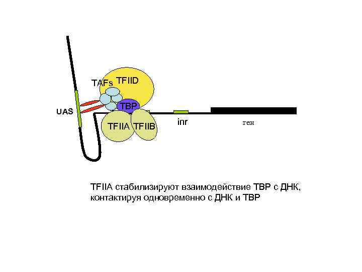 TAFs TFIID UAS TBP TFIIA TFIIB inr ген TFIIA стабилизируют взаимодействие TBP с ДНК,