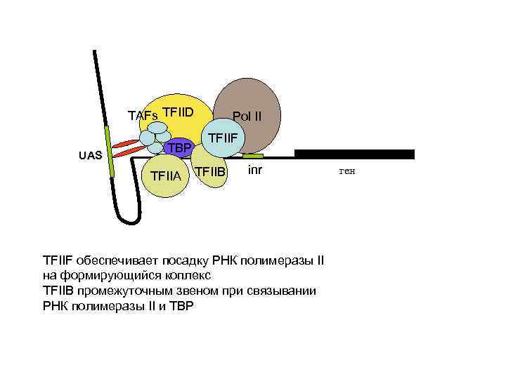 TAFs TFIID UAS TBP TFIIA Pol II TFIIF TFIIB inr TFIIF обеспечивает посадку РНК