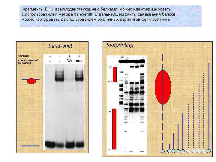 Фрагменты ДНК, взаимодействующие с белками, можно идентифицировать с использованием метода band-shift. В дальнейшем сайты