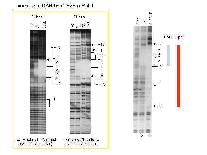 комплекс DAB без TF 2 F и Pol II DAB +pol. F 