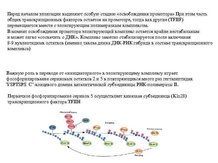 Перед началом элонгации выделяют особую стадию «освобождения промотора» При этом часть общих транскрипционных факторов