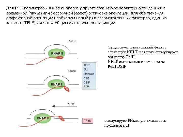 Для РНК полимеразы II и ее аналогов у других организмов характерна тенденция к временной