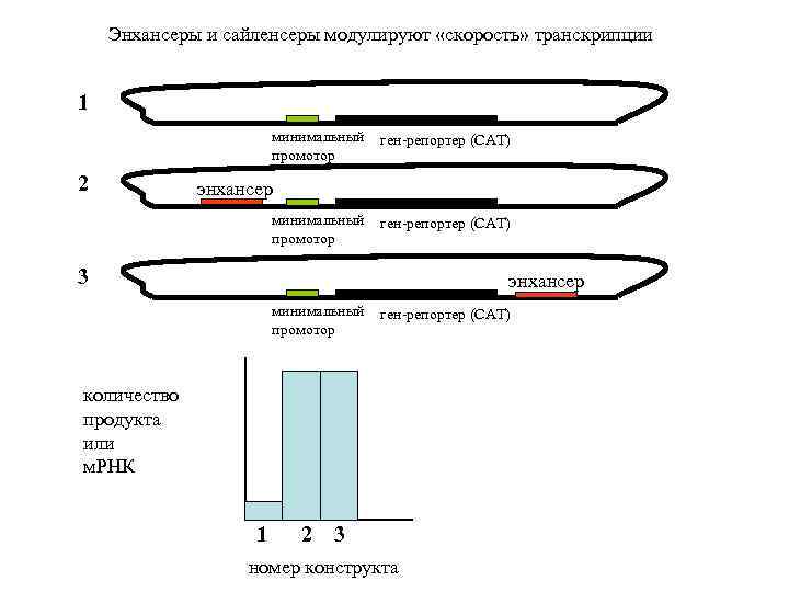 Энхансеры и сайленсеры модулируют «скорость» транскрипции 1 минимальный промотор 2 ген-репортер (САТ) энхансер минимальный