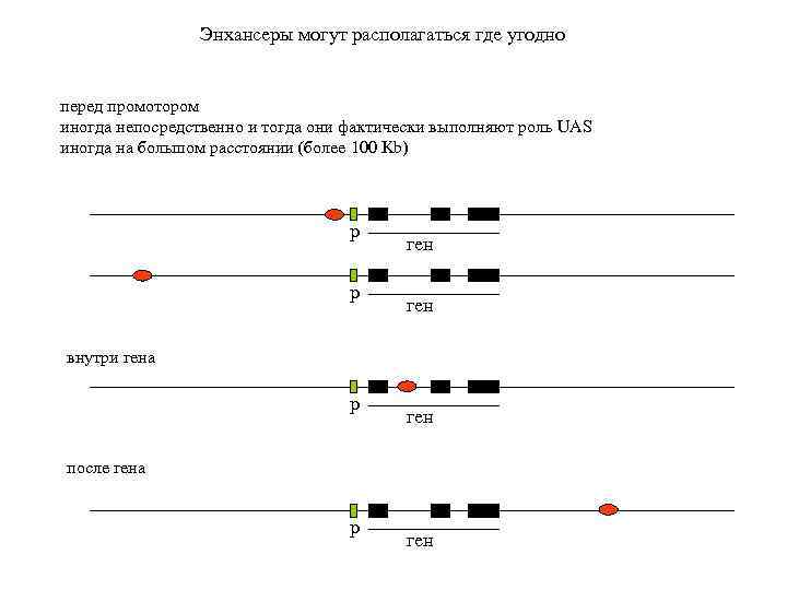 Энхансеры могут располагаться где угодно перед промотором иногда непосредственно и тогда они фактически выполняют