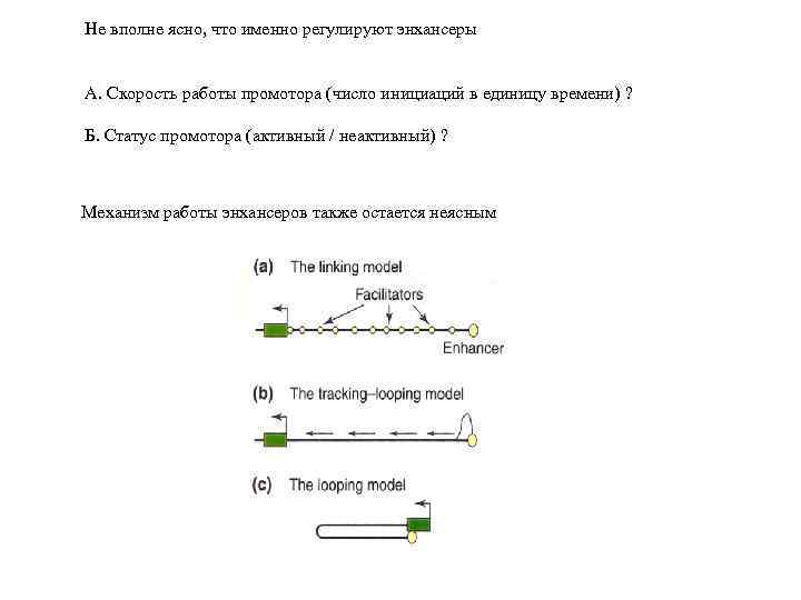 Не вполне ясно, что именно регулируют энхансеры А. Скорость работы промотора (число инициаций в