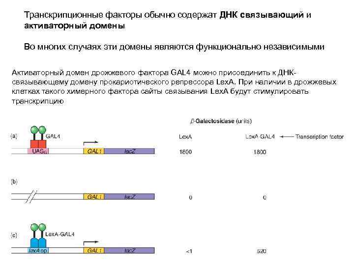 Транскрипционные факторы обычно содержат ДНК связывающий и активаторный домены Во многих случаях эти домены