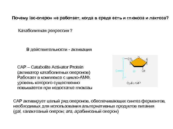 Почему lac-оперон не работает, когда в среде есть и глюкоза и лактоза? Катаболитная репрессия