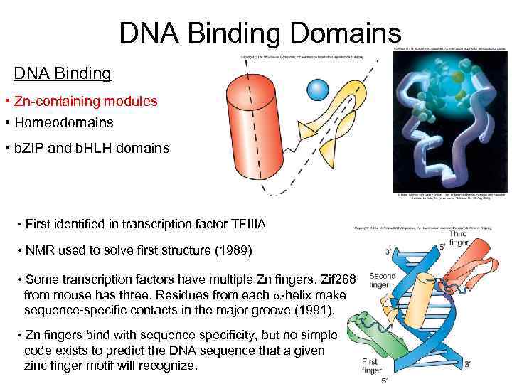 DNA Binding Domains DNA Binding • Zn-containing modules • Homeodomains • b. ZIP and