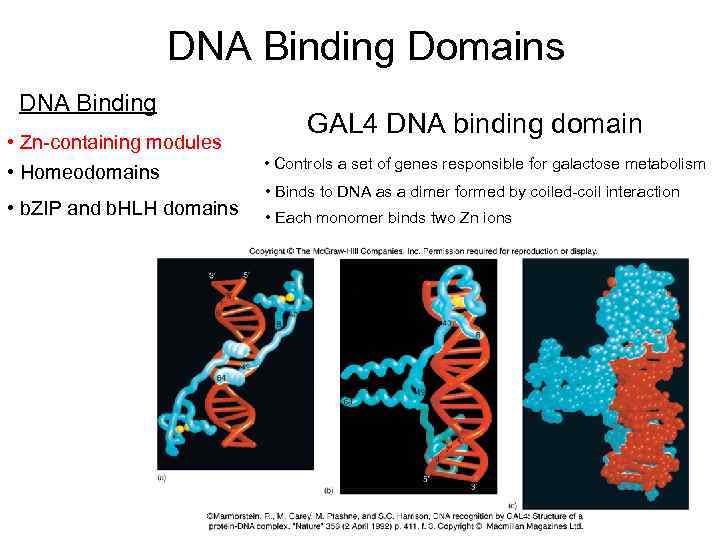 DNA Binding Domains DNA Binding • Zn-containing modules • Homeodomains • b. ZIP and