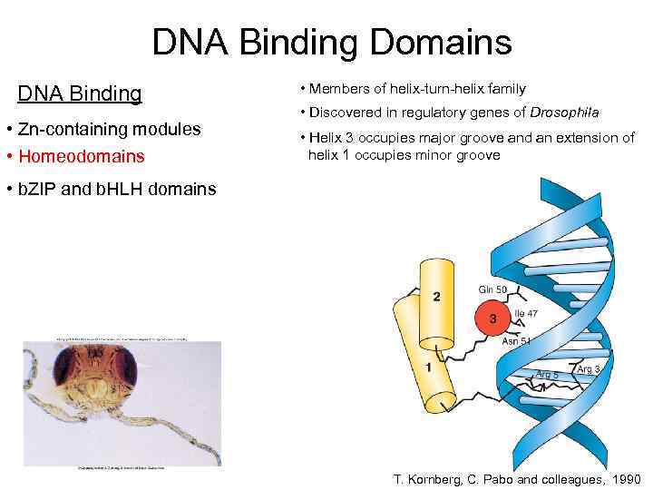 DNA Binding Domains DNA Binding • Zn-containing modules • Homeodomains • Members of helix-turn-helix