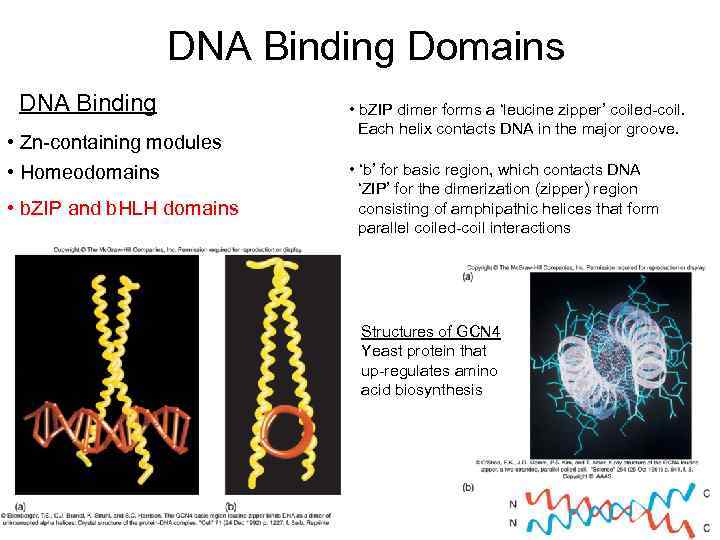 DNA Binding Domains DNA Binding • Zn-containing modules • Homeodomains • b. ZIP and