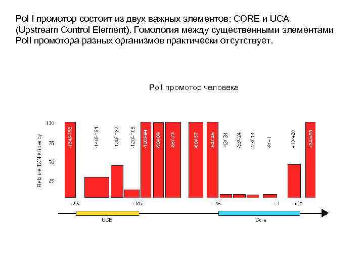 Pol I промотор состоит из двух важных элементов: CORE и UCA (Upstream Control Element).